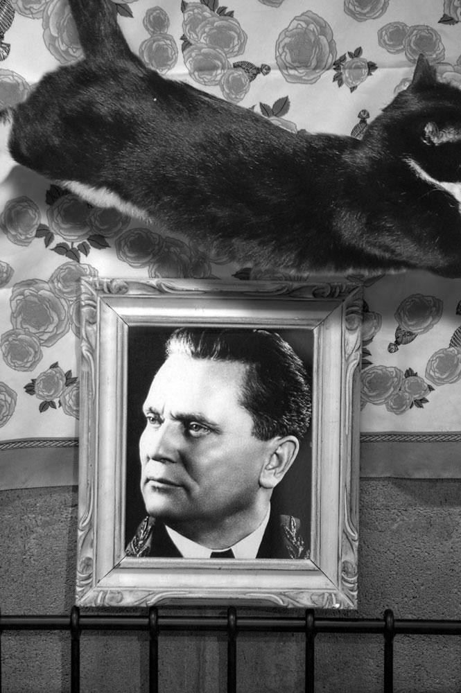 Milutin Gubash <em>Black and White Cat</em> (from the series <em>Who Will Will Our Will?</em>) 2011 Courtesy the artist and Galerie Joyce Yahouda