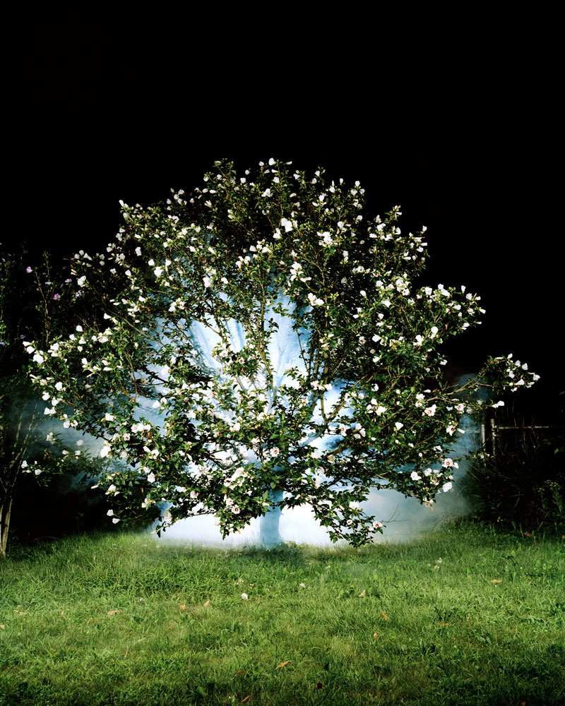 Jamie Campbell, <em>An Image Idea of a Tree</em>, 2011 Courtesy of the artist