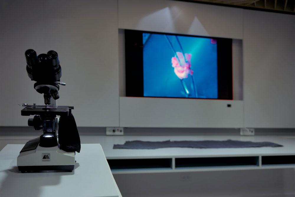 David Khang <em>Amelogenesis Imperfecta (How Deep is the Skin of Teeth)</em> 2012 Installation view / photo Henri Robideau
