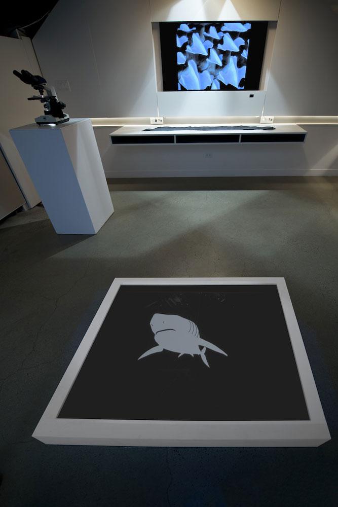 David Khang <em>Amelogenesis Imperfecta (How Deep is the Skin of Teeth)</em> 2012 Installation view / photo Henri Robideau